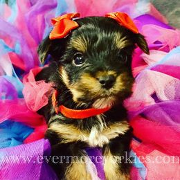 Yorkshire Terrier Puppies from Evermore Yorkies