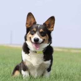 BB - Pembroke Welsh Corgi