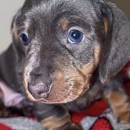 Dachshunds from J&H southern Mini Dachshunds