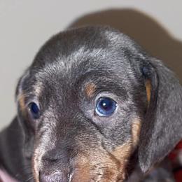 Dachshunds from J&H southern Mini Dachshunds