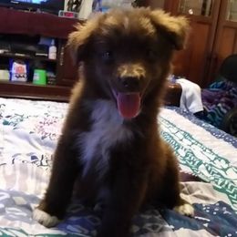 Miniature Australian Shepherds, Shih Tzus, and Yorkshire Terriers from Stevenson's Farm