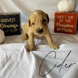 Cider - Cream male Goldendoodle puppy in Cedartown, Georgia from Loyal Doodles