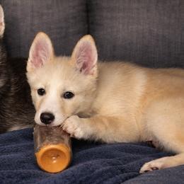 Sam - White female Pomsky puppy in Bolton, Connecticut from Elle Pomsky