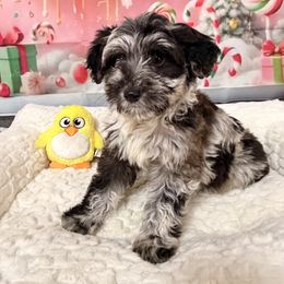 Frost - Blue merle female Aussiedoodle puppy in Dickerson, Maryland from Pawsome Aussie Doodles and Oodles