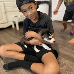 Siberian Husky Puppies from Husky Love and Pups