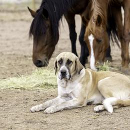 Brecken - Central Asian Shepherd Dog