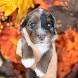 Fern - Blue merle female Bernedoodle puppy in Murrieta, California from Brookside Bernedoodles