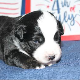 Star - Black tri female Miniature Australian Shepherd puppy in Kissee Mills, Missouri from Clinkenbeard Kennel