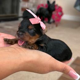 Yorkshire Terrier puppies from The Dog House