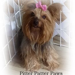 Goldie - Yorkshire Terrier