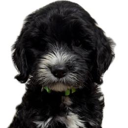 Francis ( Scott Key) - Black male Goldendoodle puppy in Newark, Ohio from Valleydayle Doodles and Wheatens