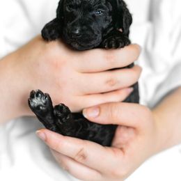 Poodle Puppies from Pawsable Prospects