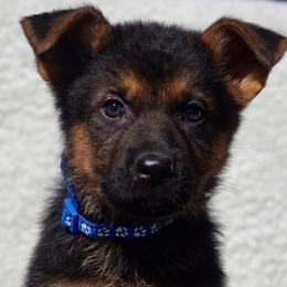 Nico - Black and red male German Shepherd puppy in Muldrow, Oklahoma from Reizarf Kennels