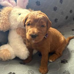 Jasmine - Red  female Goldendoodle puppy in Indiana, Pennsylvania from Kathy's Doodles