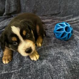 Chip - BTM - Black tri-color male Australian Shepherd puppy in Duluth, Minnesota from Frozen Nort Aussies