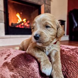 Gucci - Red  female Goldendoodle puppy in Pine Grove, California from Lundee Doodles
