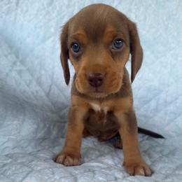 Boy 1 - Brown male Beagle puppy in Galax, Virginia from Dells  Dachshund’s