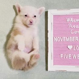 American Corgi and Pembroke Welsh Corgi Puppies from Whimsical Treasure Corgis