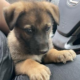 Boy 3 (Black) - Sable male German Shepherd puppy in Greenwood, South Carolina from Malone’s Palmetto Puppies