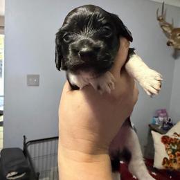Tyche Female 2 AKC - Black female Dachshund puppy in Erie, Michigan from Champagne’s Grinch Toe’d Dachshunds