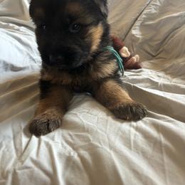 Blue collar - Black and red male German Shepherd puppy in Chrisney, Indiana from Indiana German Shepherds