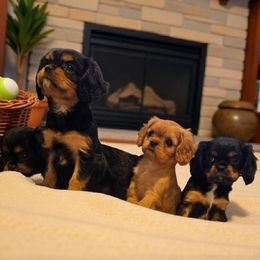 Cavalier King Charles Spaniel puppies from Terrace Cav's