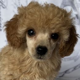 Poodle Puppies from Poodles in the Garden