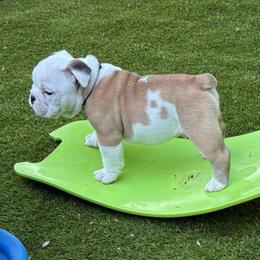 Harry Potter - Black Collar - Fawn and white male Bulldog puppy in Krum, Texas from K & K Little Blessings