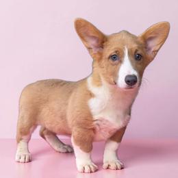 Male - Blue male Pembroke Welsh Corgi puppy in Unicoi, Tennessee from East Tennessee Clark Corgis