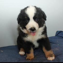 Star - Black tri female Miniature Australian Shepherd puppy in Kissee Mills, Missouri from Clinkenbeard Kennel