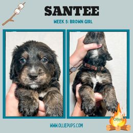 Santee - female Golden Mountain Dog puppy in Boiling Springs, South Carolina from OlliePups, LLC
