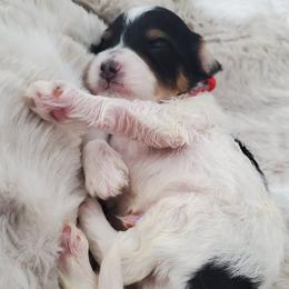 Mr. Red - Black and white male Schnoodle puppy in Leitchfield, Kentucky from Eveleigh Acres Puppies