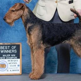Moenay - Airedale Terrier