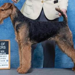 Moenay - Airedale Terrier