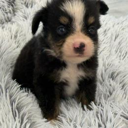 Tate - Black tri male Toy Australian Shepherd puppy in Ambrose, Georgia from Brandilyn's Aussies