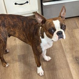 Chloe - Boston Terrier
