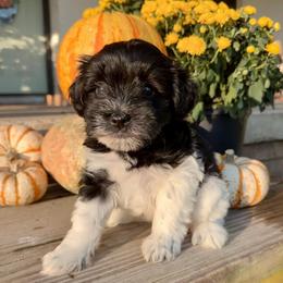 Velvet - Black female Miniature Schnauzer puppy in Silver Creek, Mississippi from Mamie’s Minis, LLC