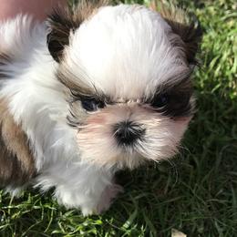 Shih Tzu Puppies from Willow Lane Shih Tzus