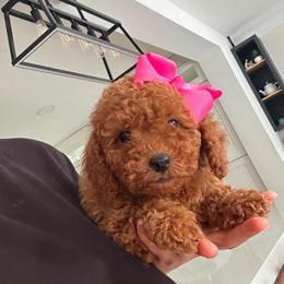 Cookie - Red  female Goldendoodle puppy in Charlotte, North Carolina from Barkins and Company