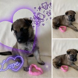 German Shepherd Puppies from Devon Rugerio's German Shepherds