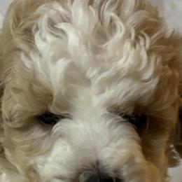 Poodles from Liberty Farms Puppies