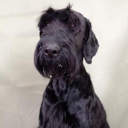 Rogue - Giant Schnauzer