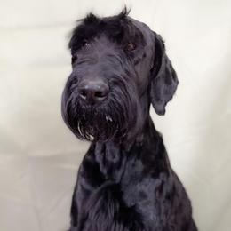 Rogue - Giant Schnauzer