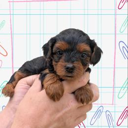 Saturday - Black and tan female Yorkipoo puppy in Coshocton, Ohio from Forever Family Puppies