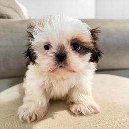 Sweet pie - Tricolor female Shih Tzu puppy in Bullhead City, Arizona from Arizona Shih Tzu Land