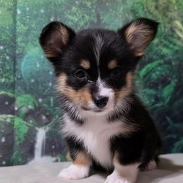 Mayo - Black and tan female Pembroke Welsh Corgi puppy in Washington from Castle View Royal Rumps