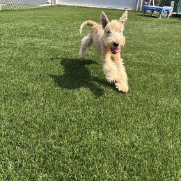 Asher - Red male Lakeland Terrier puppy in Mebane, North Carolina from Hi-Kel Terrydale Lakeland Terriers and Terrydale HK Airedales & Norfolk Terriers