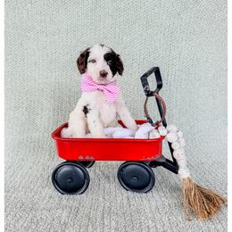 Flint - Brown and white male Bernedoodle puppy in Lake City, Florida from 224 Doodles and Poodles