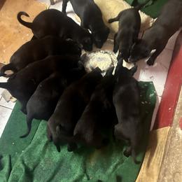 Girl 5 - Black female Belgian Malinois puppy in North Fort Myers, Florida from Reinwald Kennels