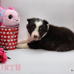 Shetland Sheepdog Puppies from DK'S Sassy River Shelties
